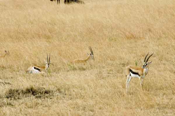 Gacela de Thomson - reserva nacional de Masai Mara - Kenia 2.jpg